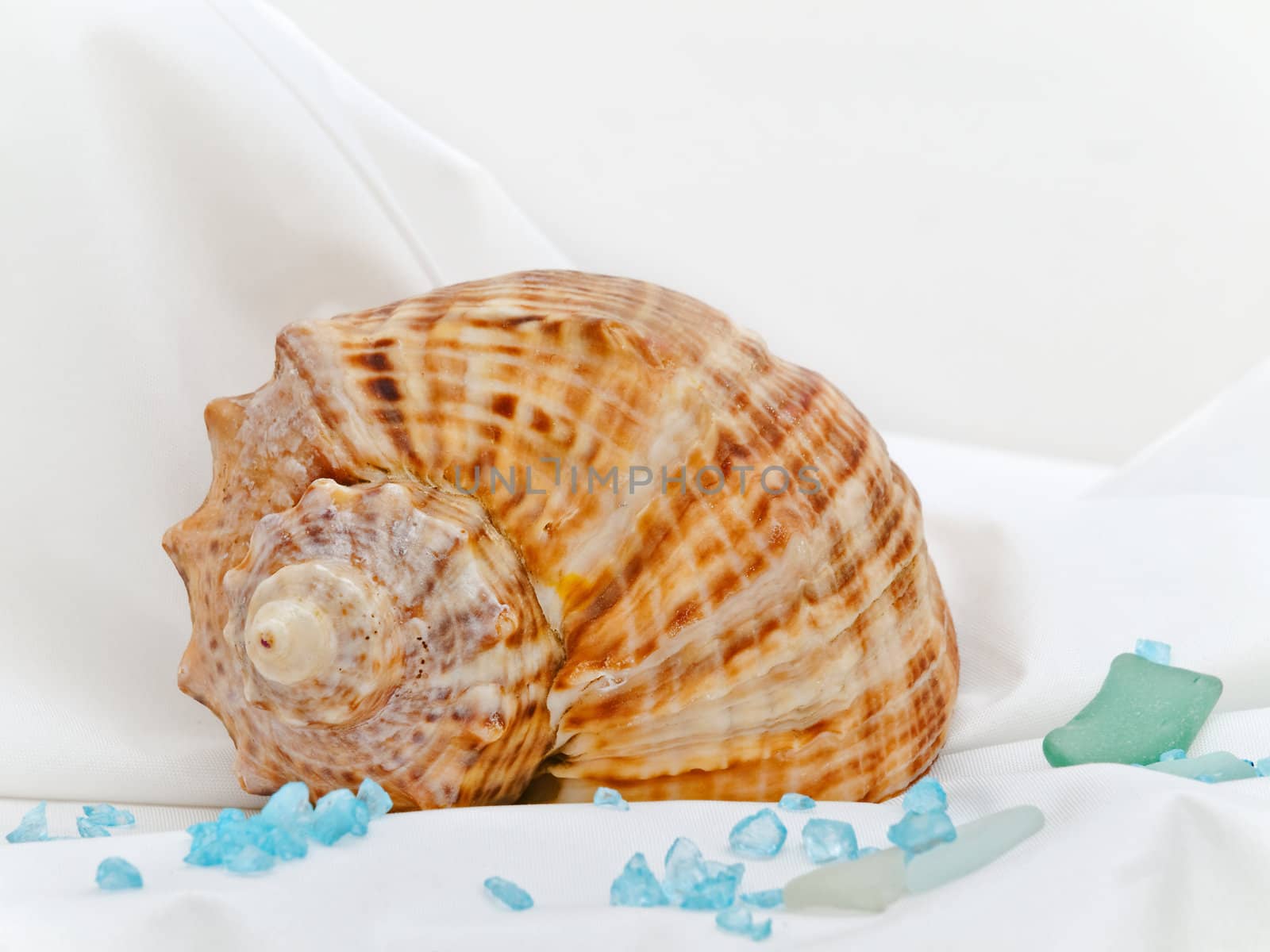 marine decor with sea shell,  and decorative stones at white