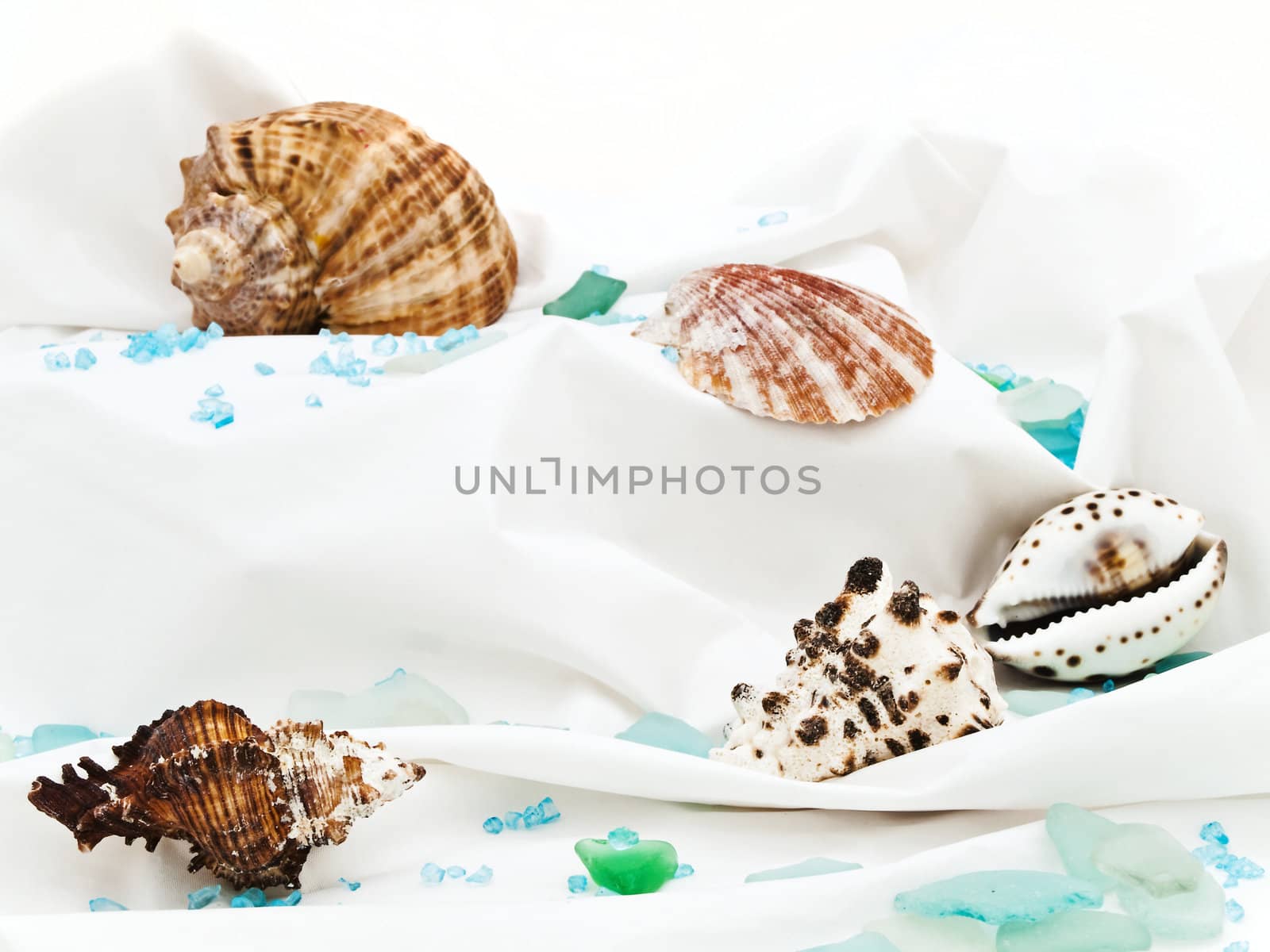 marine decor with sea shell,  and decorative stones at white