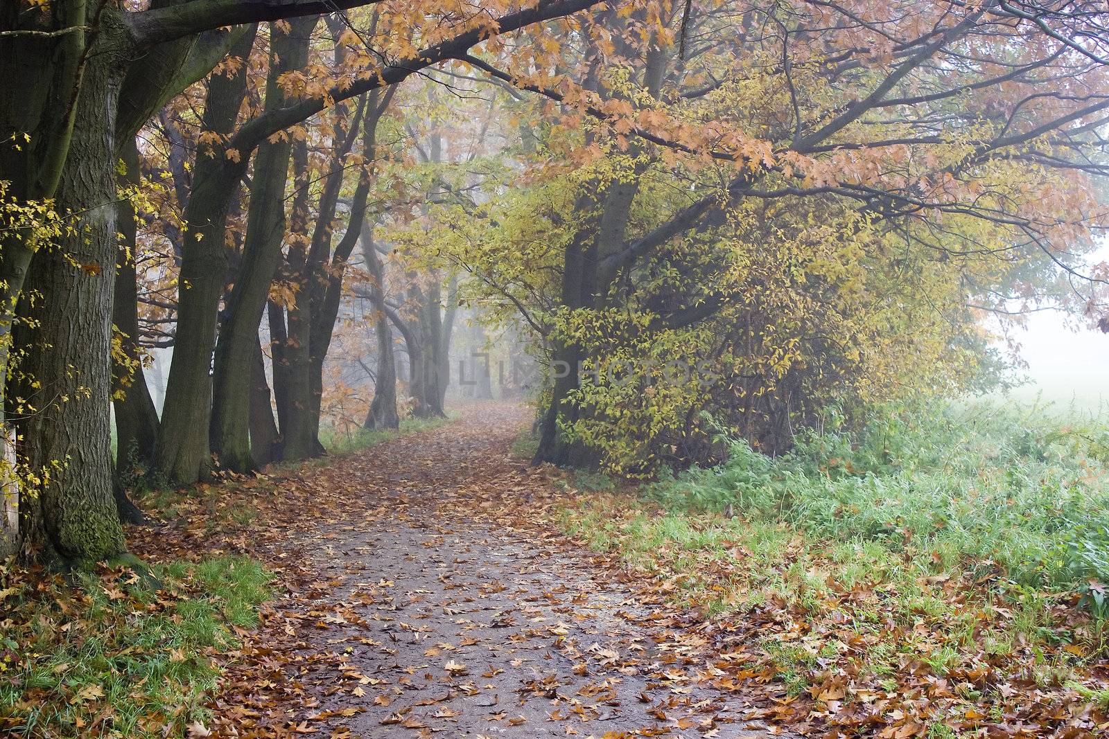 early autumn foggy morning in the park