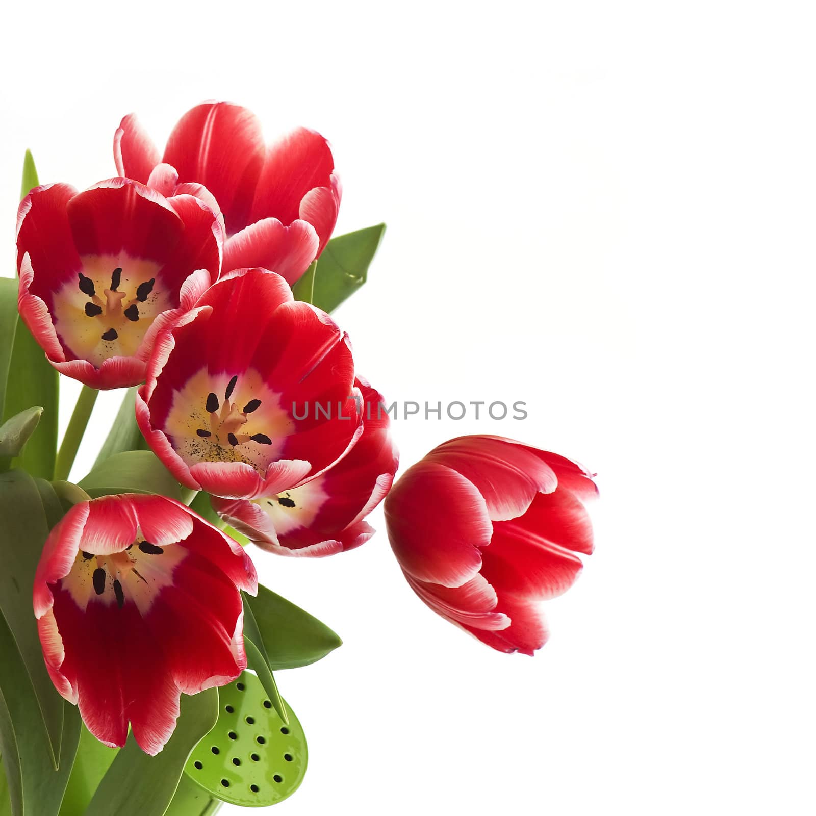 bunch of red tulips isolated on white background by miradrozdowski