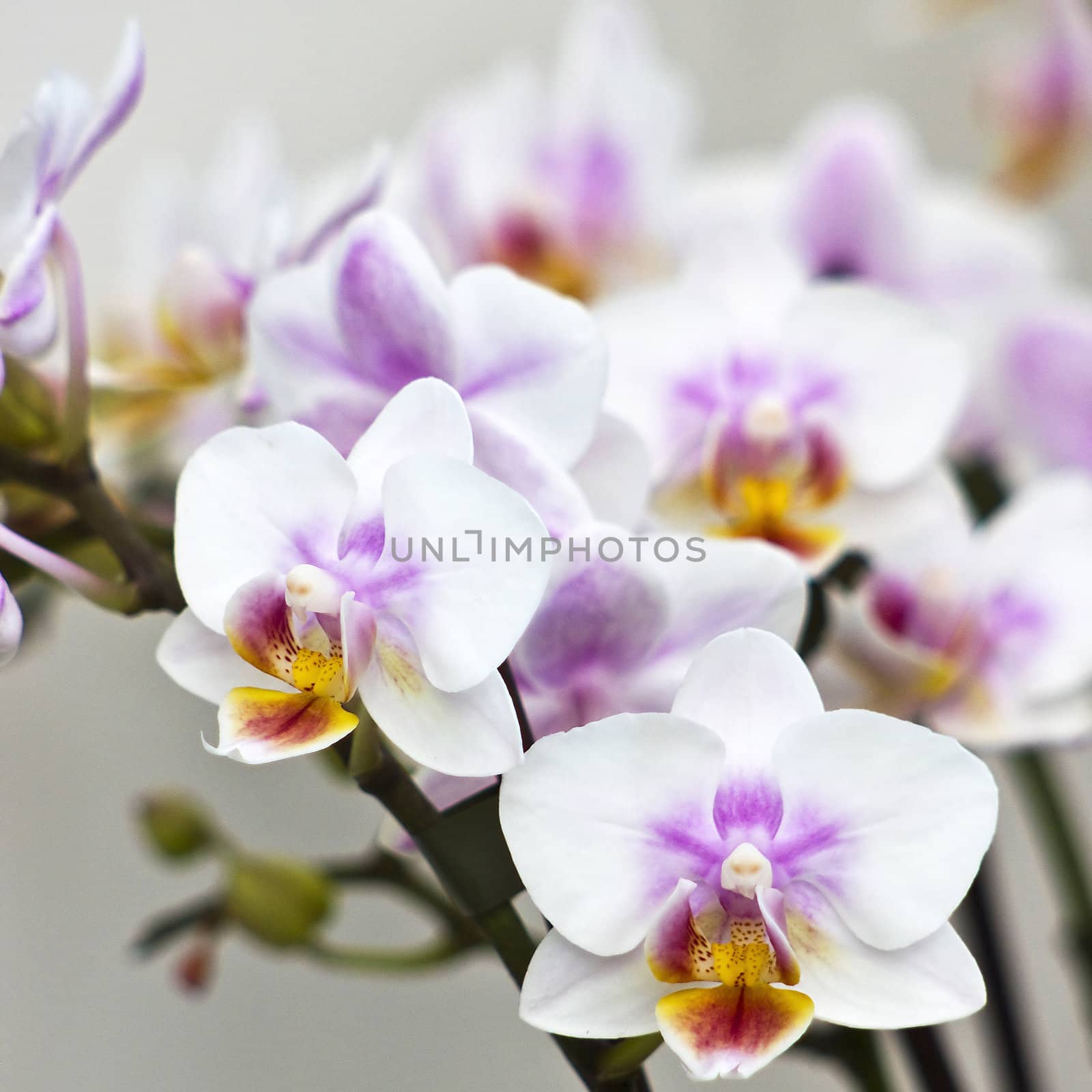 Beautiful orchid  - phalaenopsis