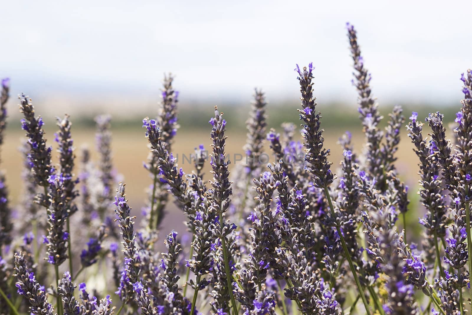 lavender flowers