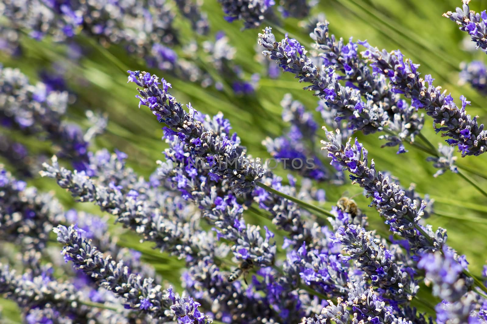 lavender flowers