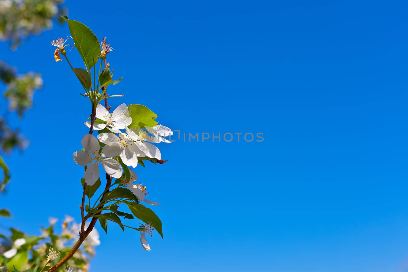picture of apple flower close-up on a light blue background