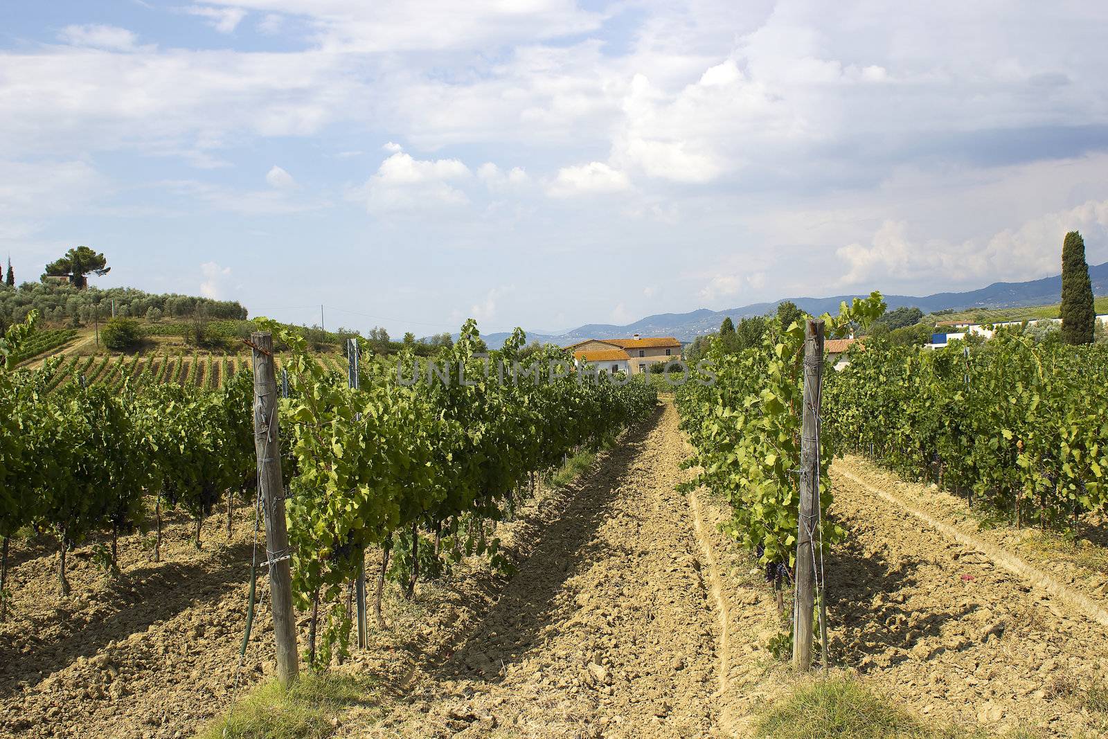 tuscany vineyard
