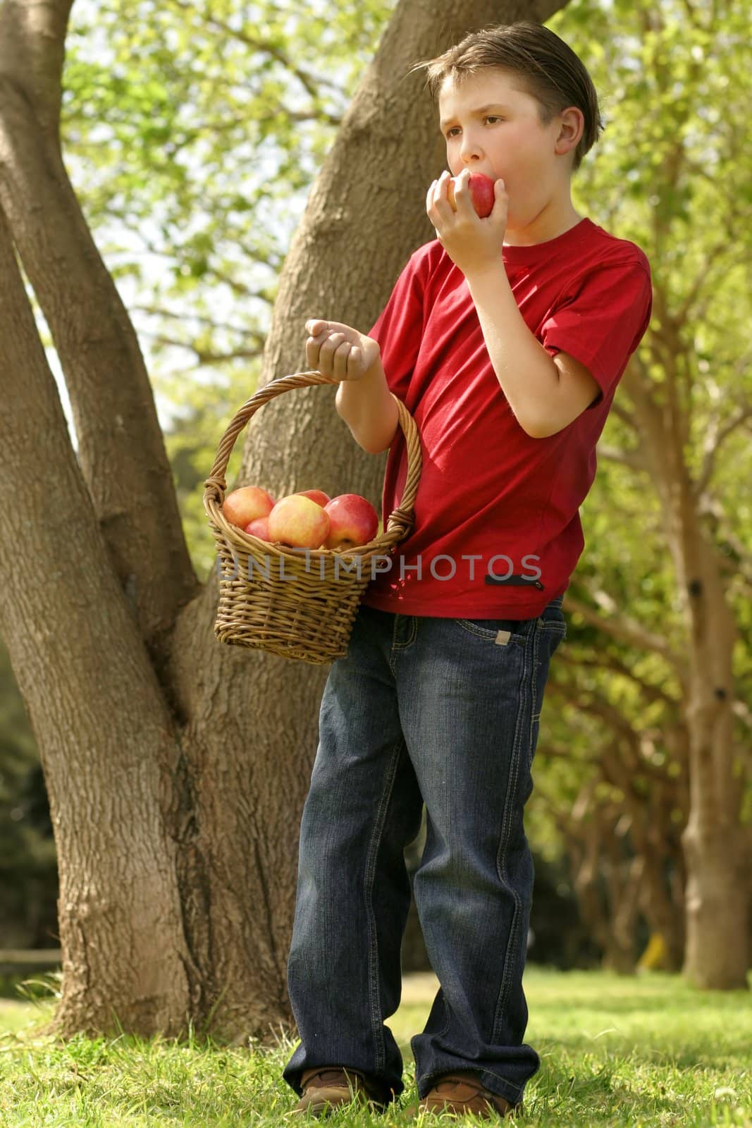 Nutrition - boy with a basket of apples in his hand and eating another one.