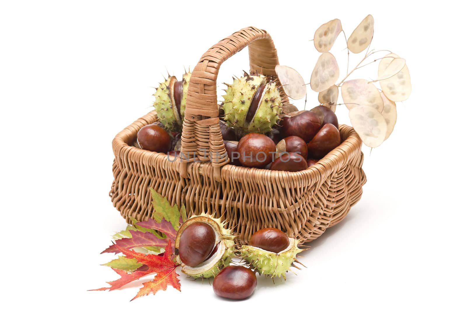 basket full of chestnuts and autumnal leaves