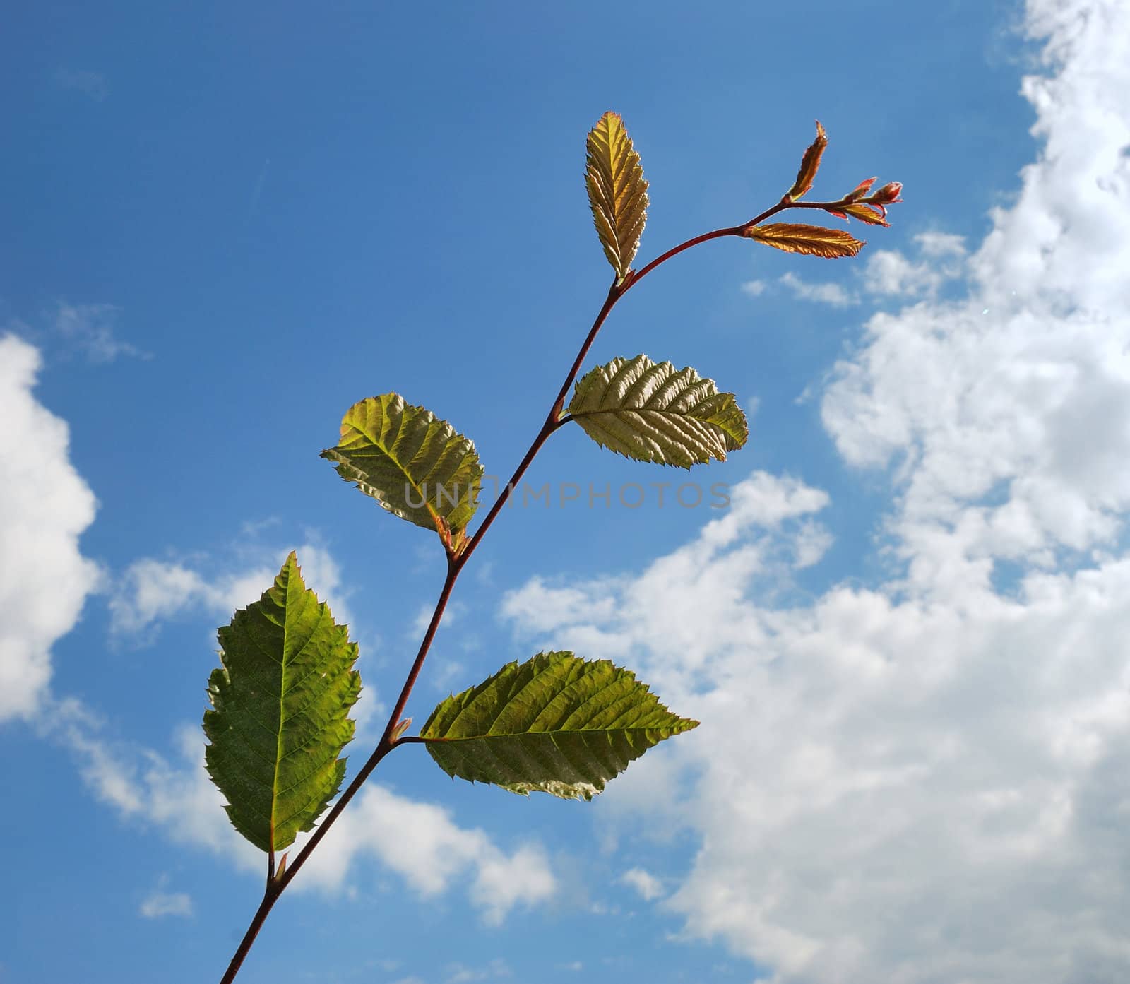  Branch with green plums. by BZH22