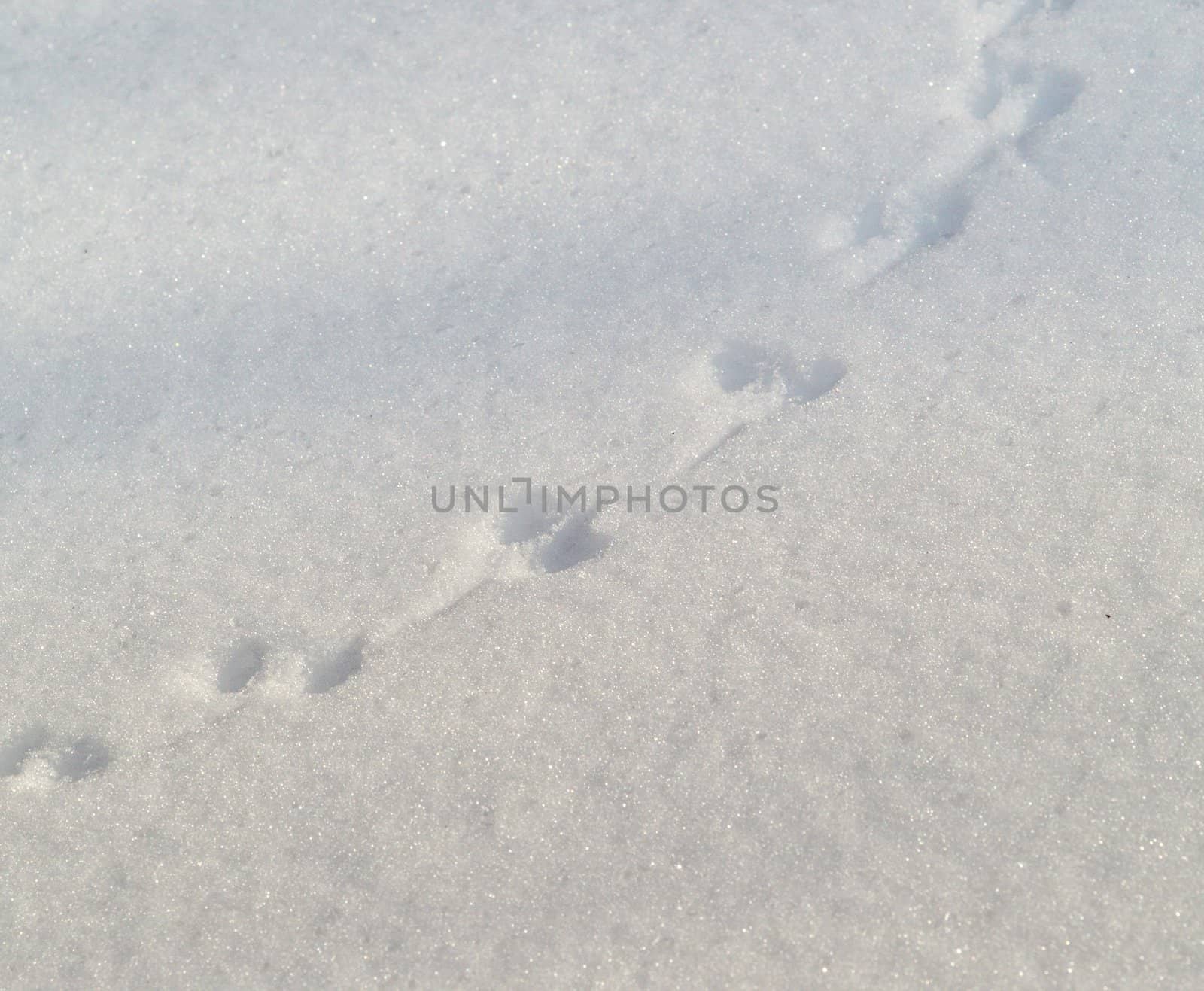 Trace of the wood mouse on snow