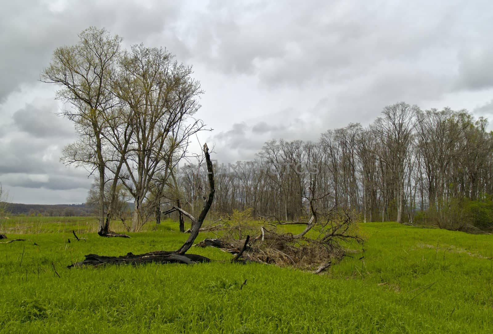 Spring landscape in the cloudy afternoon on wood suburb