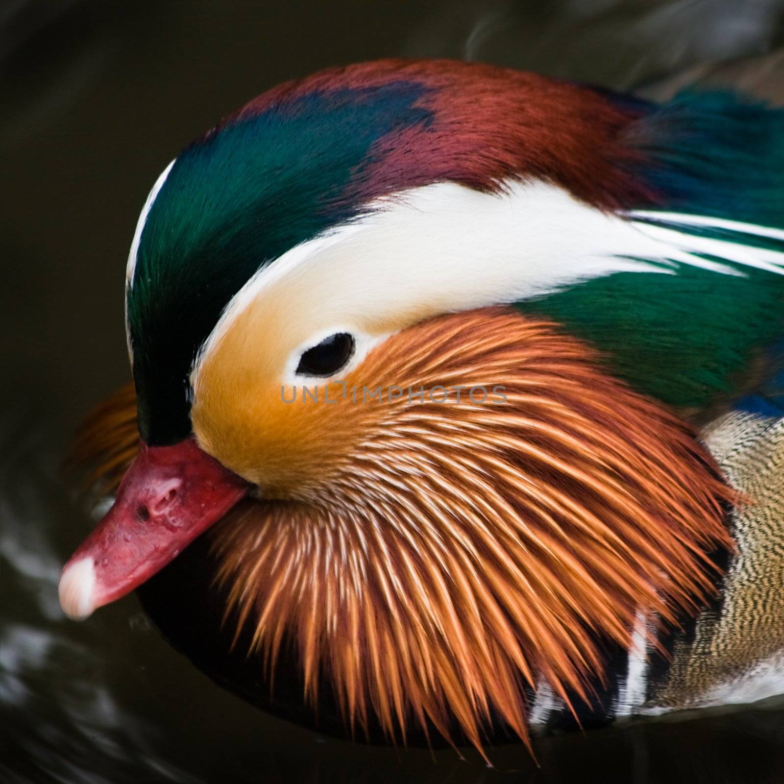 Head of Mandarin duck in close view- square cropped image