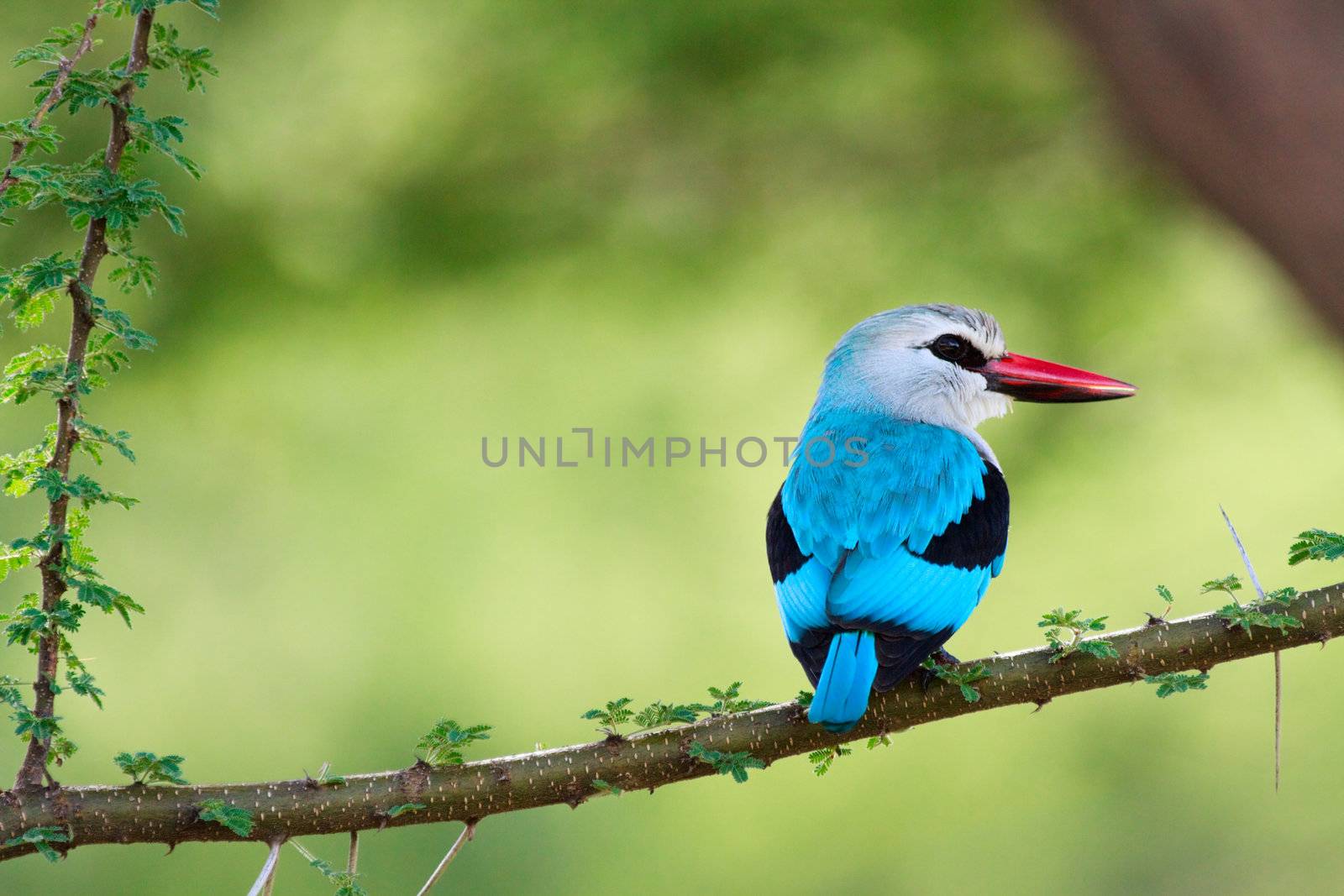 Woodland kingfisher by shalamov