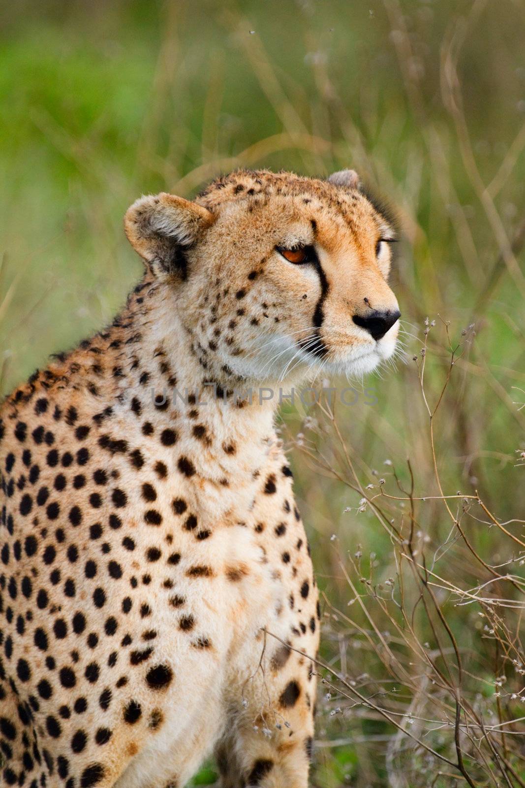 Cheetah by shalamov