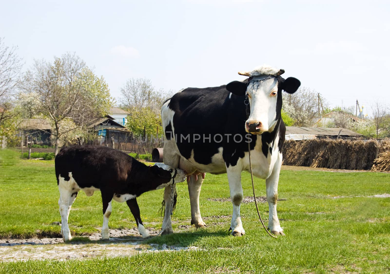 Calf cow feeding on green pasture