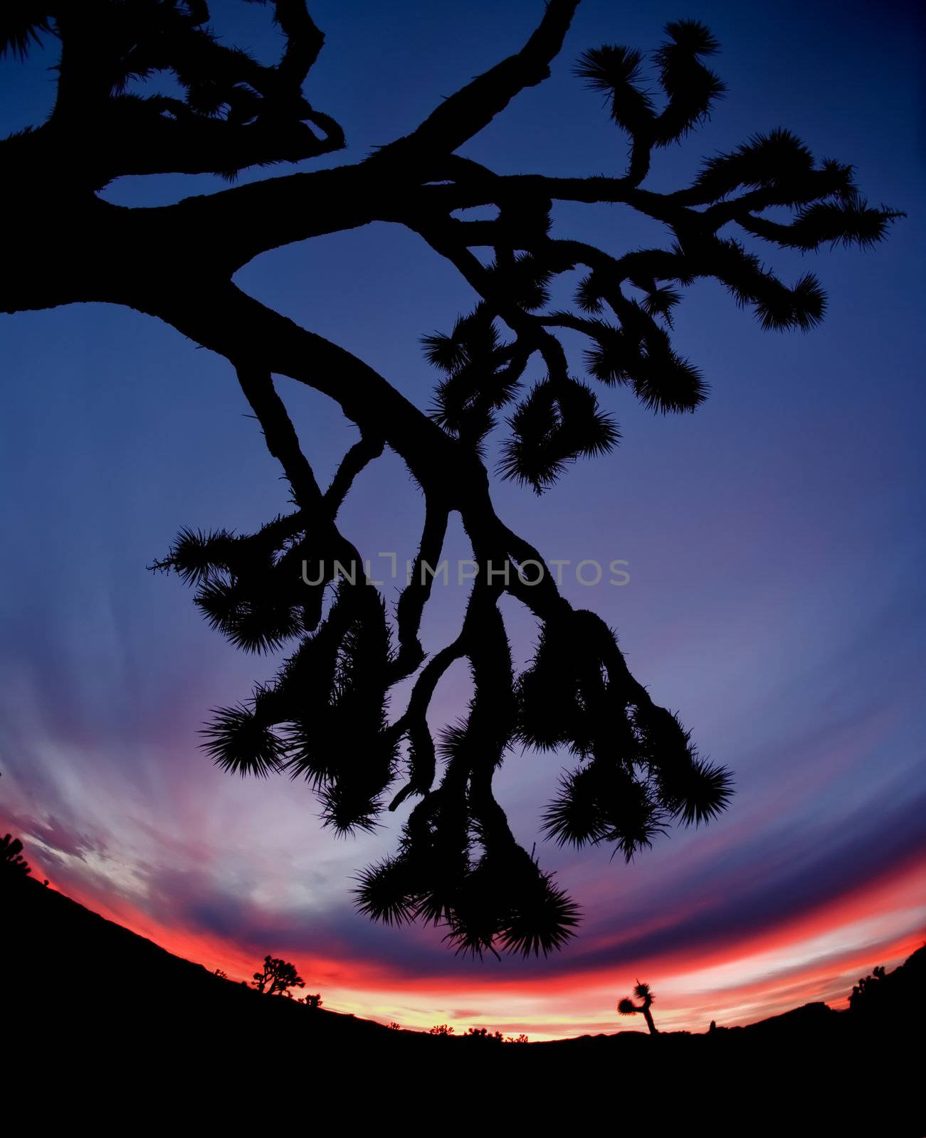 Joshua Tree Silhouette by Creatista