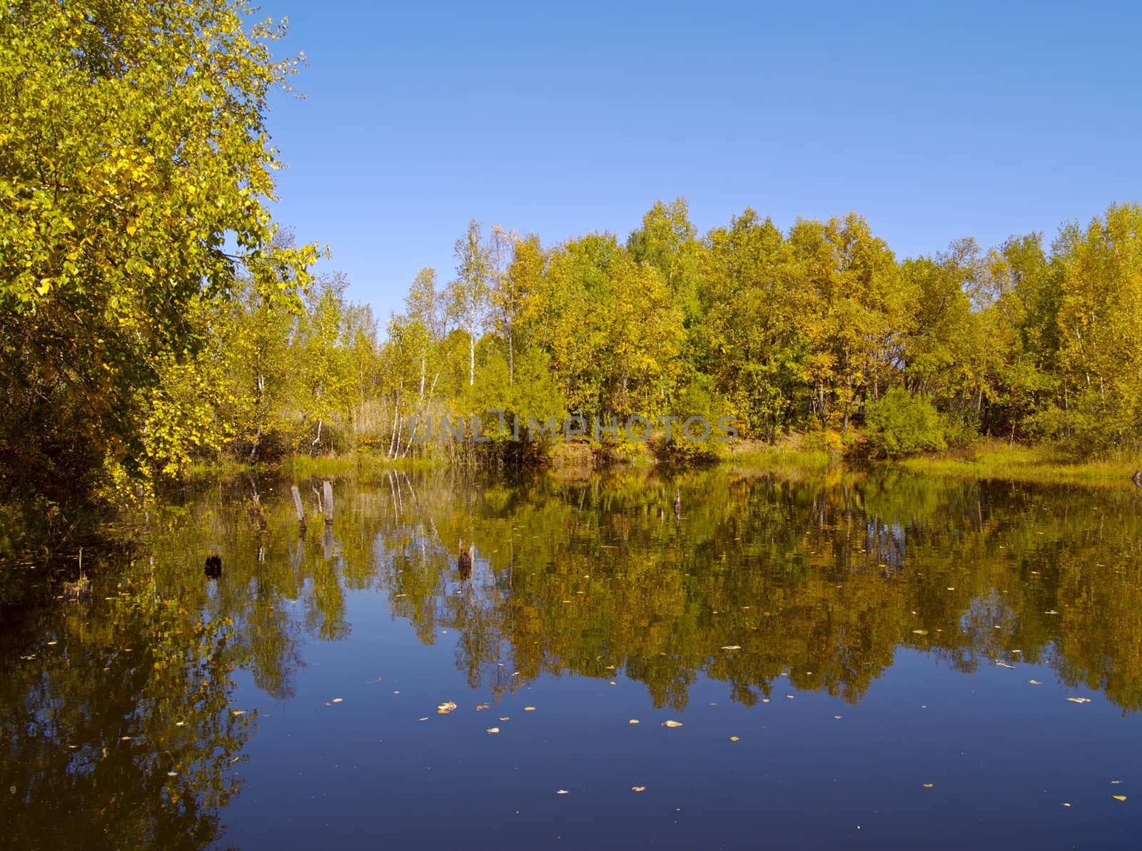 Autumn landscape on the bank of wood lake