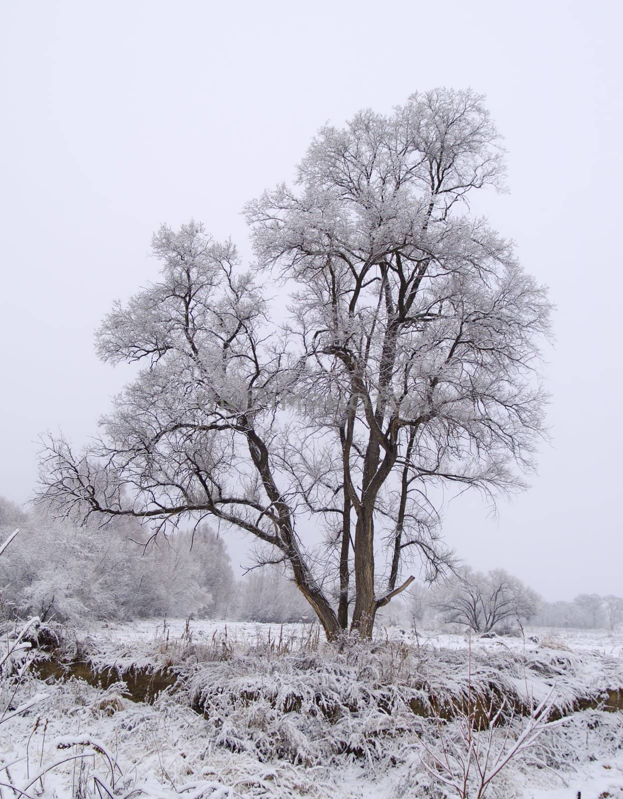 Winter landscape with wood after a snowfall