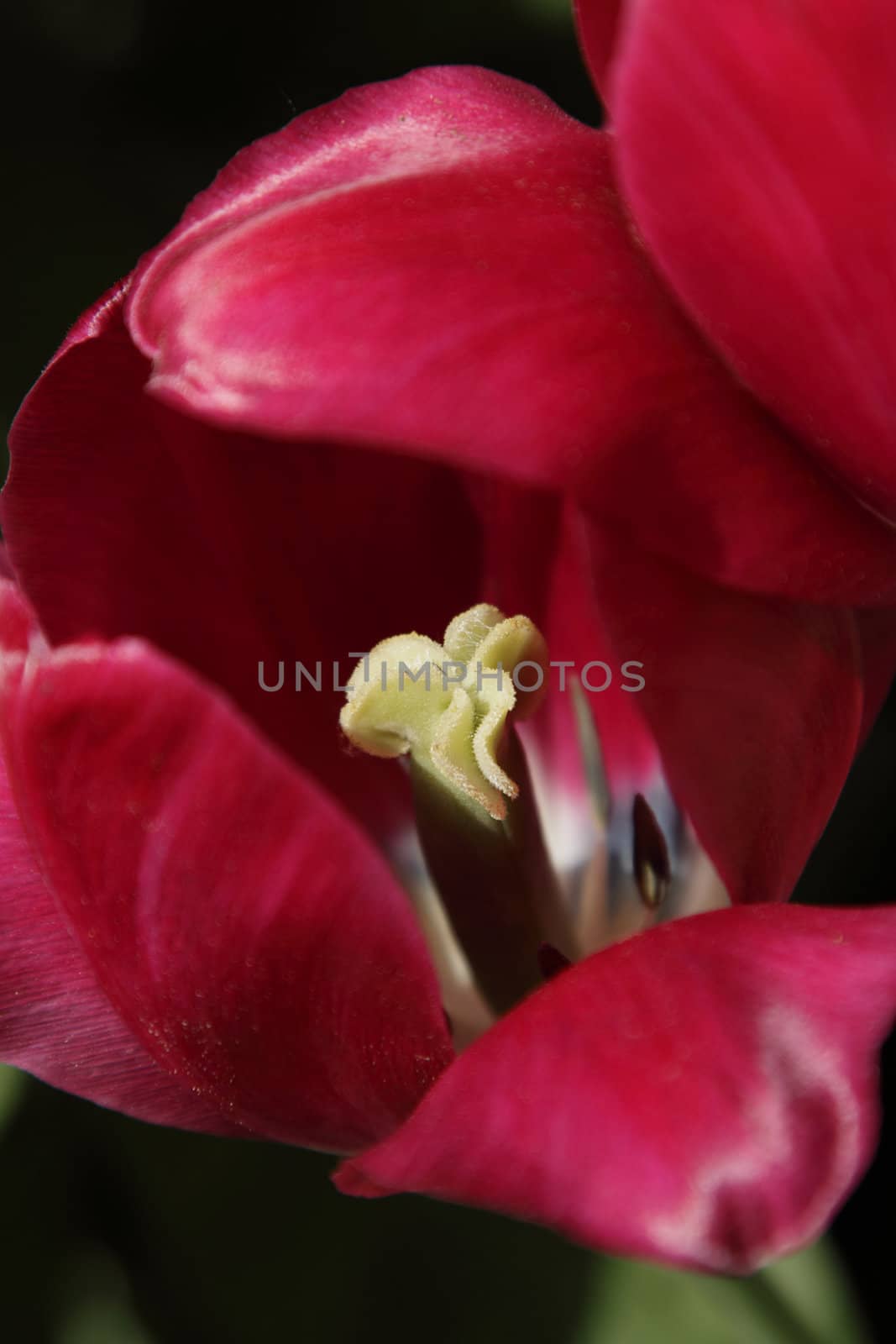 Close up photo of red tulip, shallow depth of field