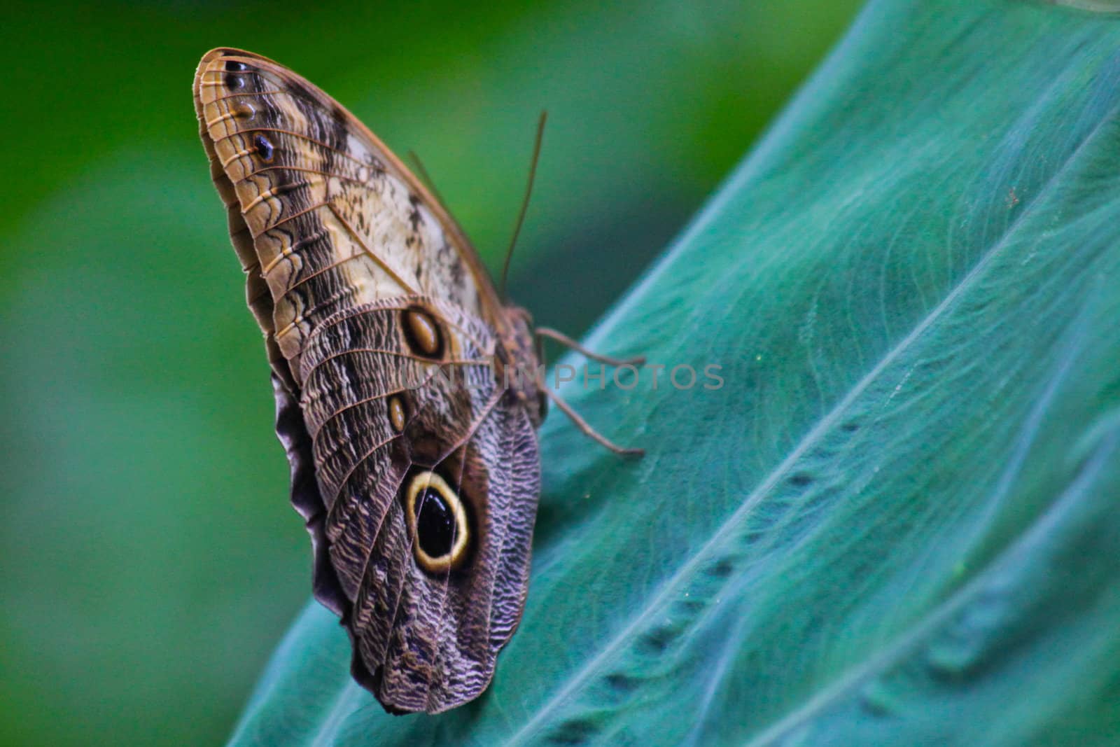 Butterfly Caligo Atreus resting on a leave