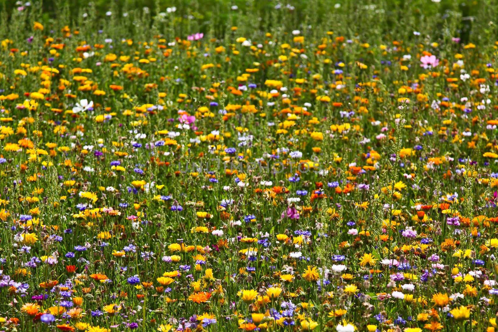 Wild flowers abstract for background
