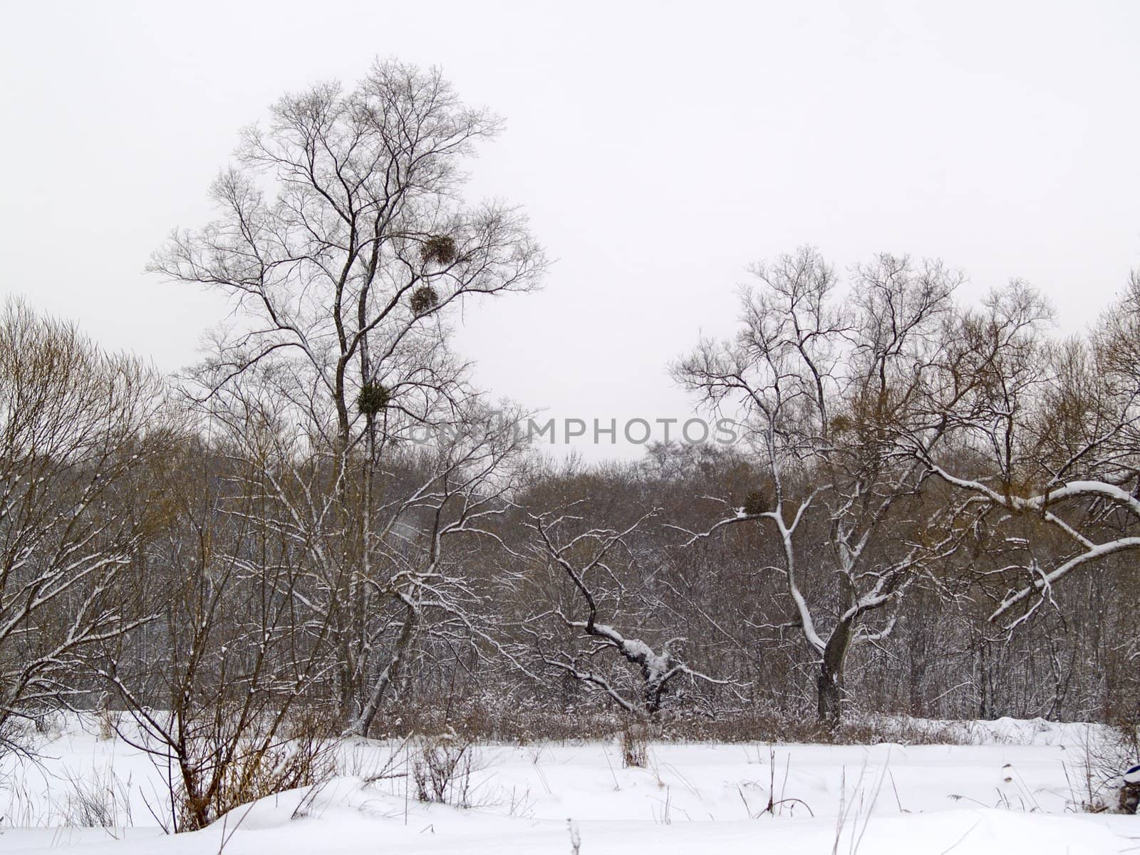 Winter landscape with wood after a snowfall