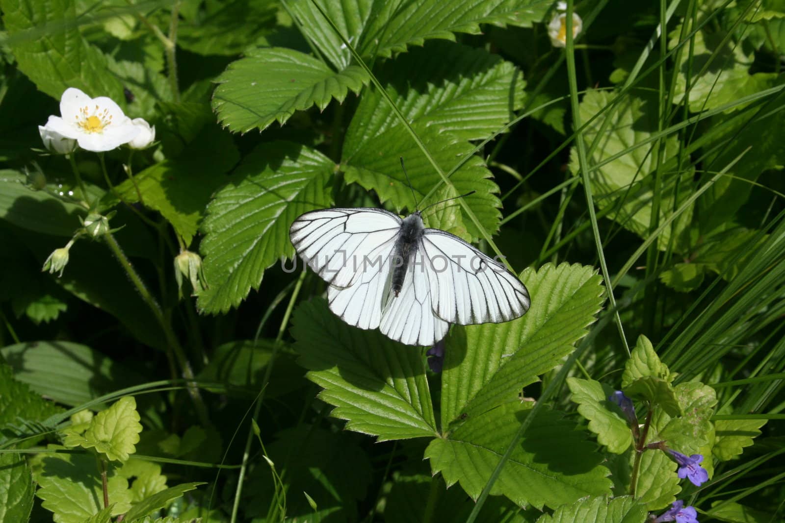 White butterfly on the strawberry leaves