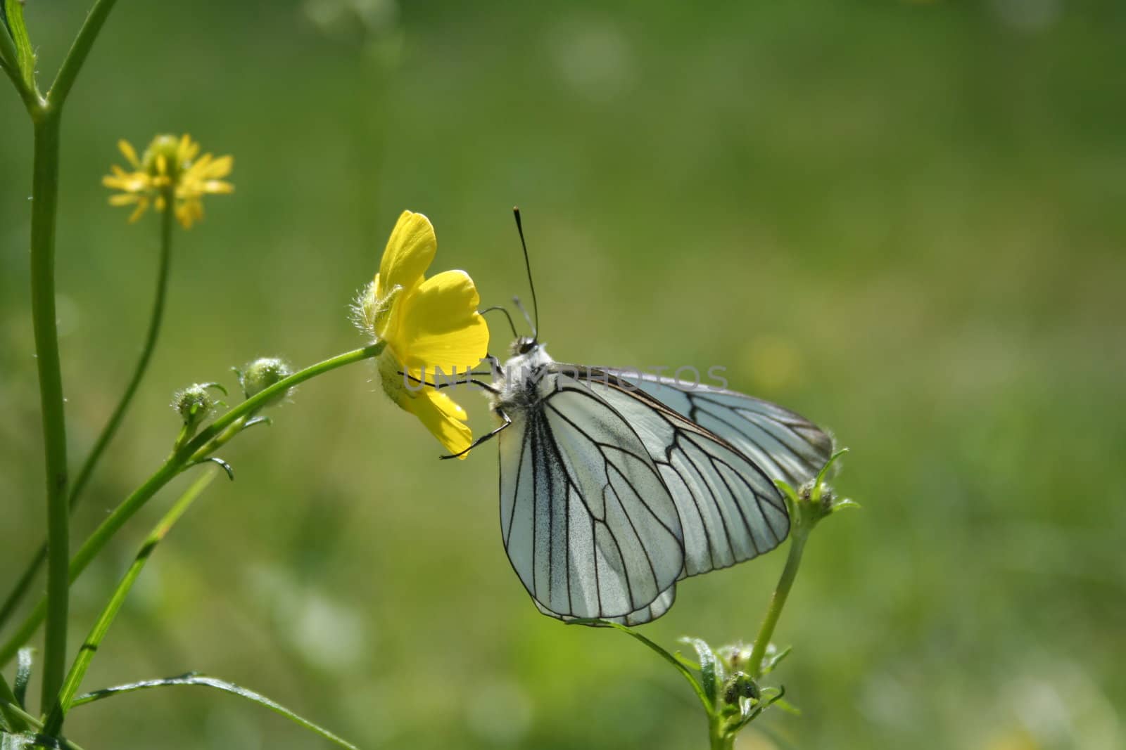 White butterfly on the yellow flower