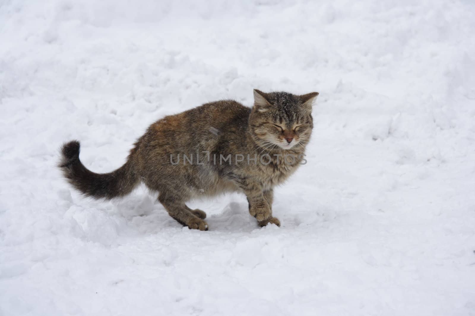 Winking cat on the snow