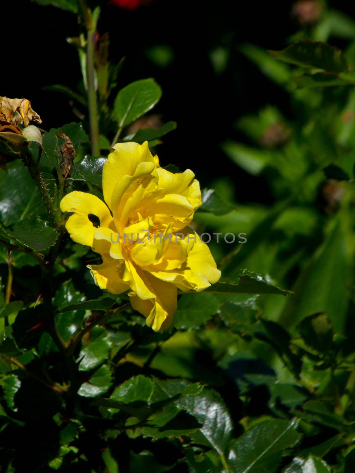 Macro of a yellow rose.