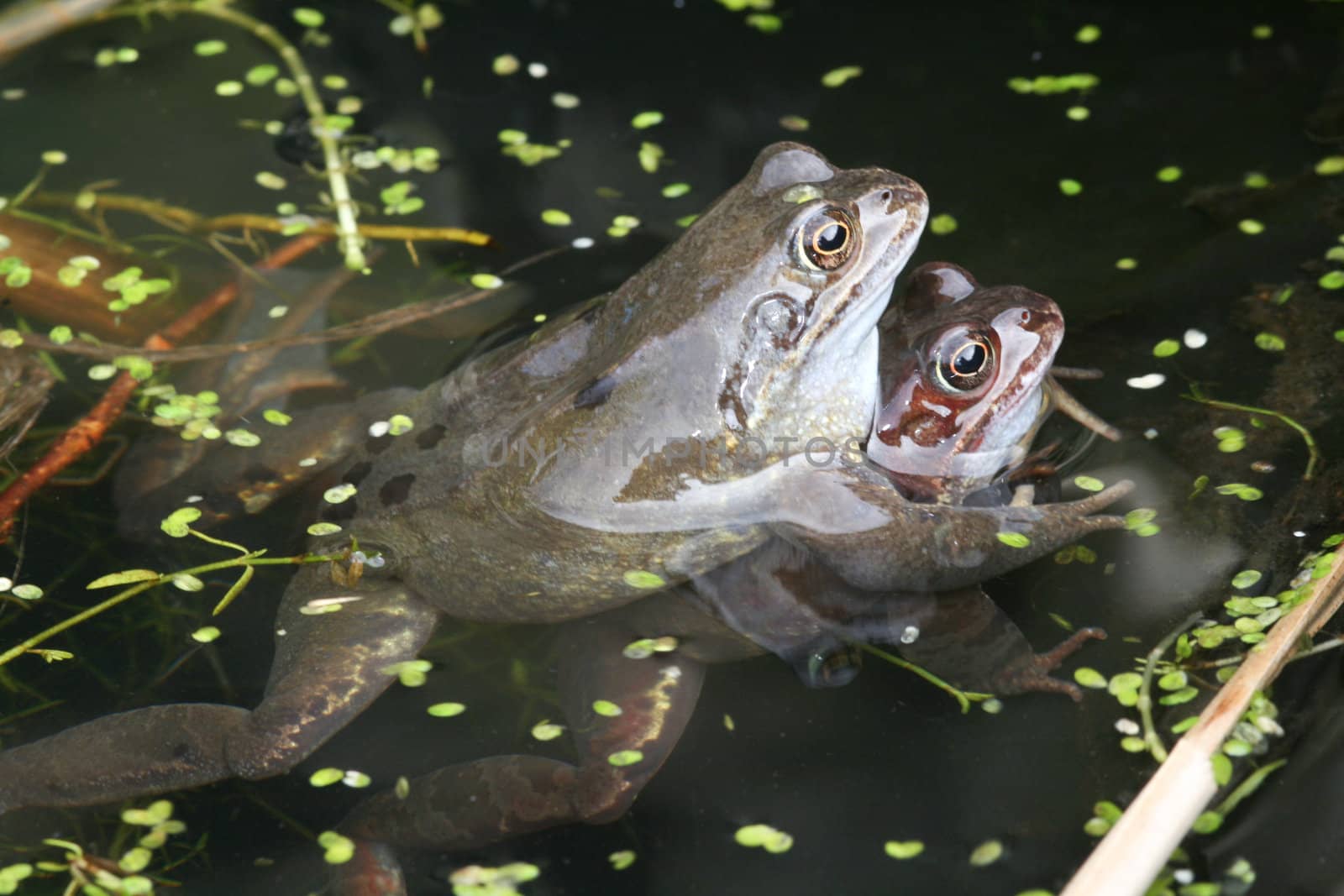 Pair of common frogs, Rana temporaria, mating in a pond.