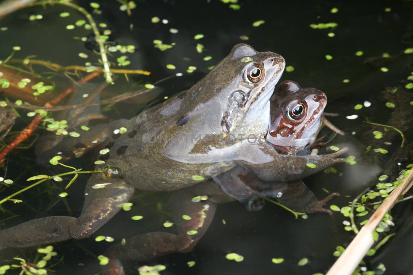 Common frogs, Rana temporaria, mating. by richsouthwales