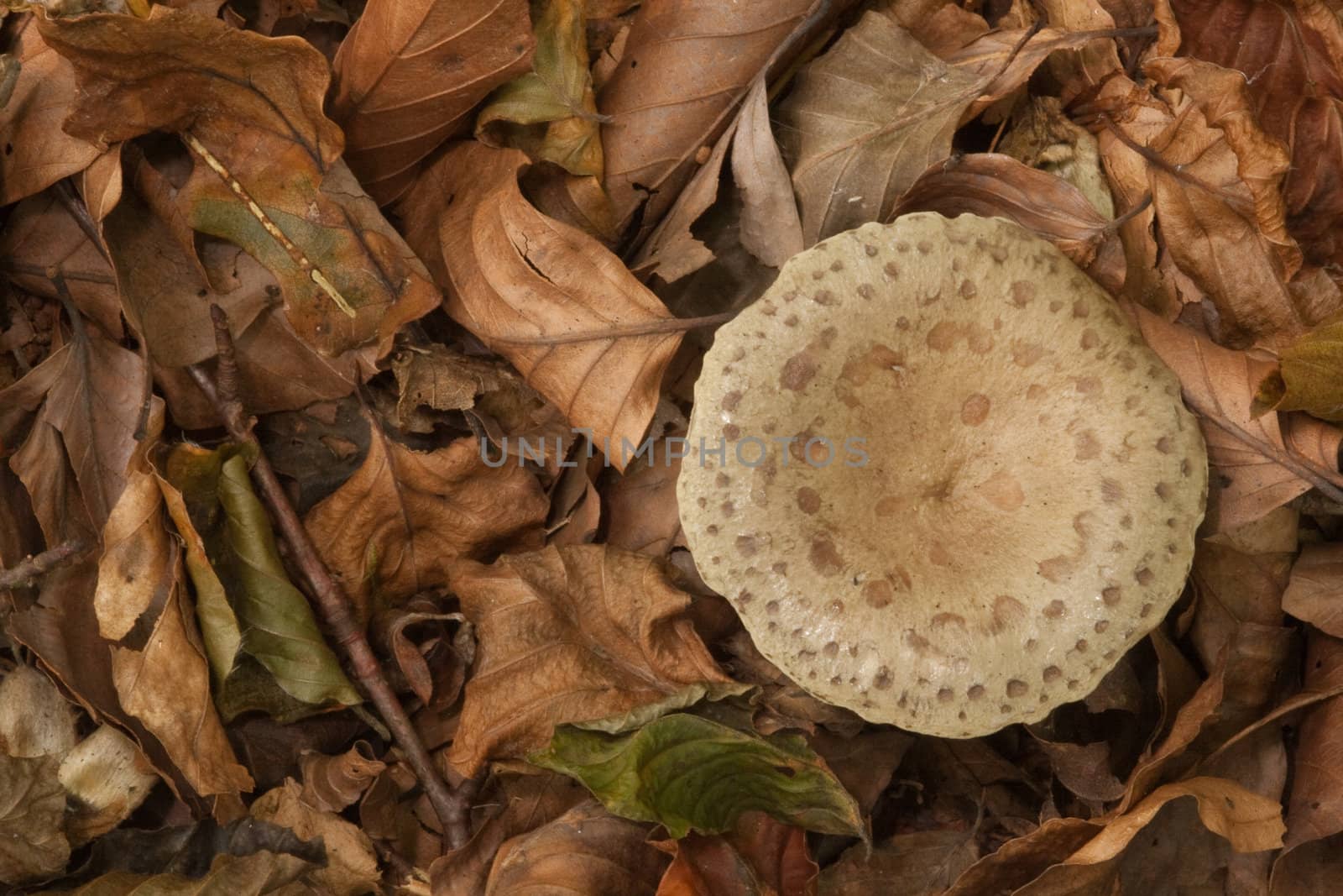 Autumn colours and textures of beech leaf litter with mushroom.