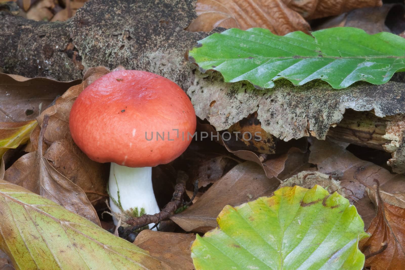 Mushroom, red Russula among Autumn coloured leaf litter.