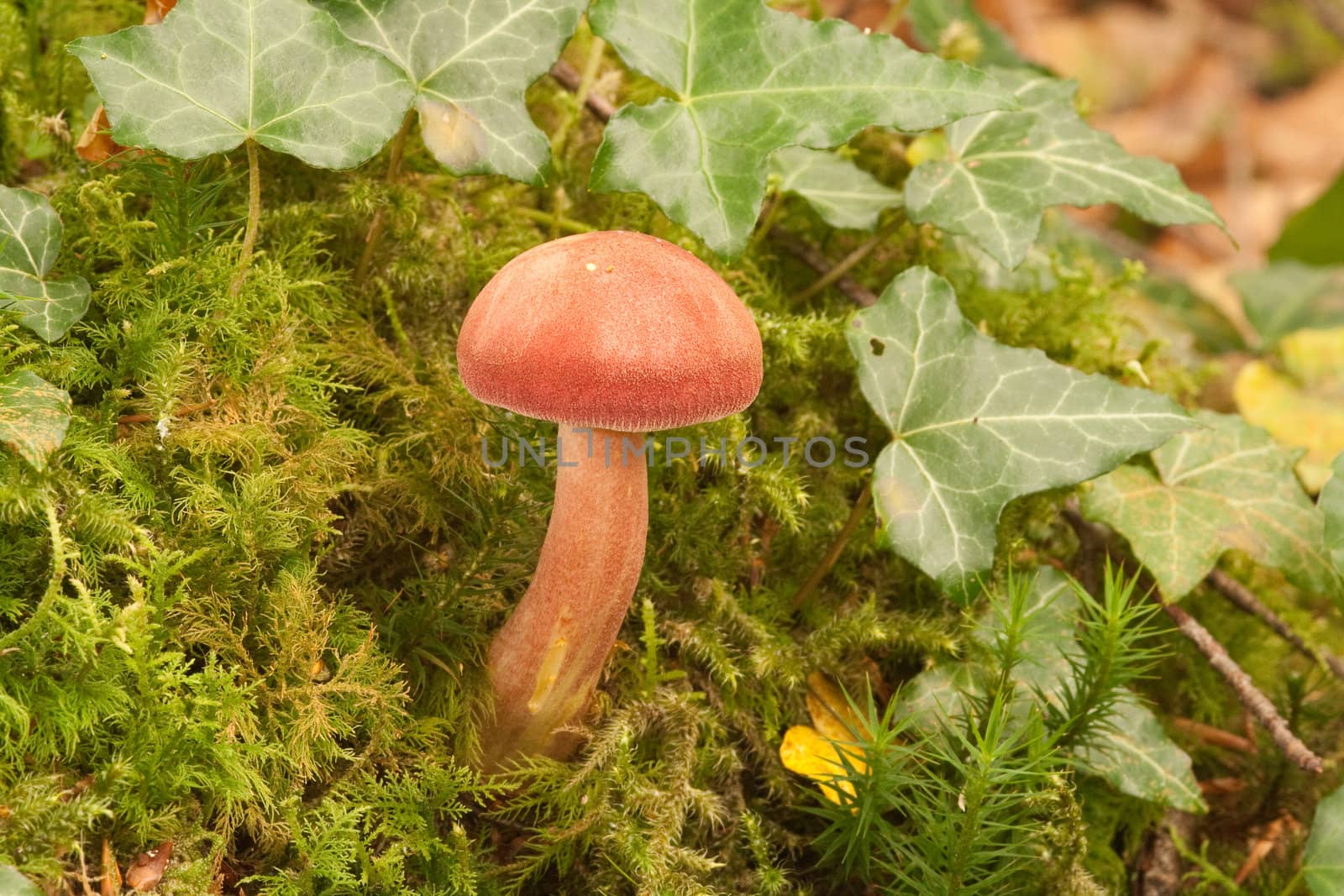 Young 'Plums and custard' mushroom, Tricholomopsis rutilans, garnished with moss and ivy.