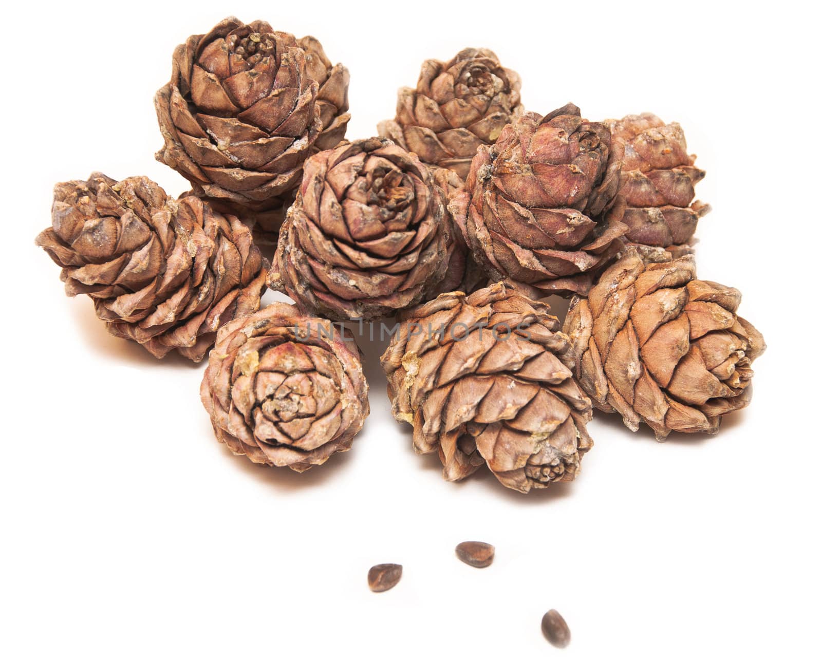 Cones of cedar and nuts isolated on the white