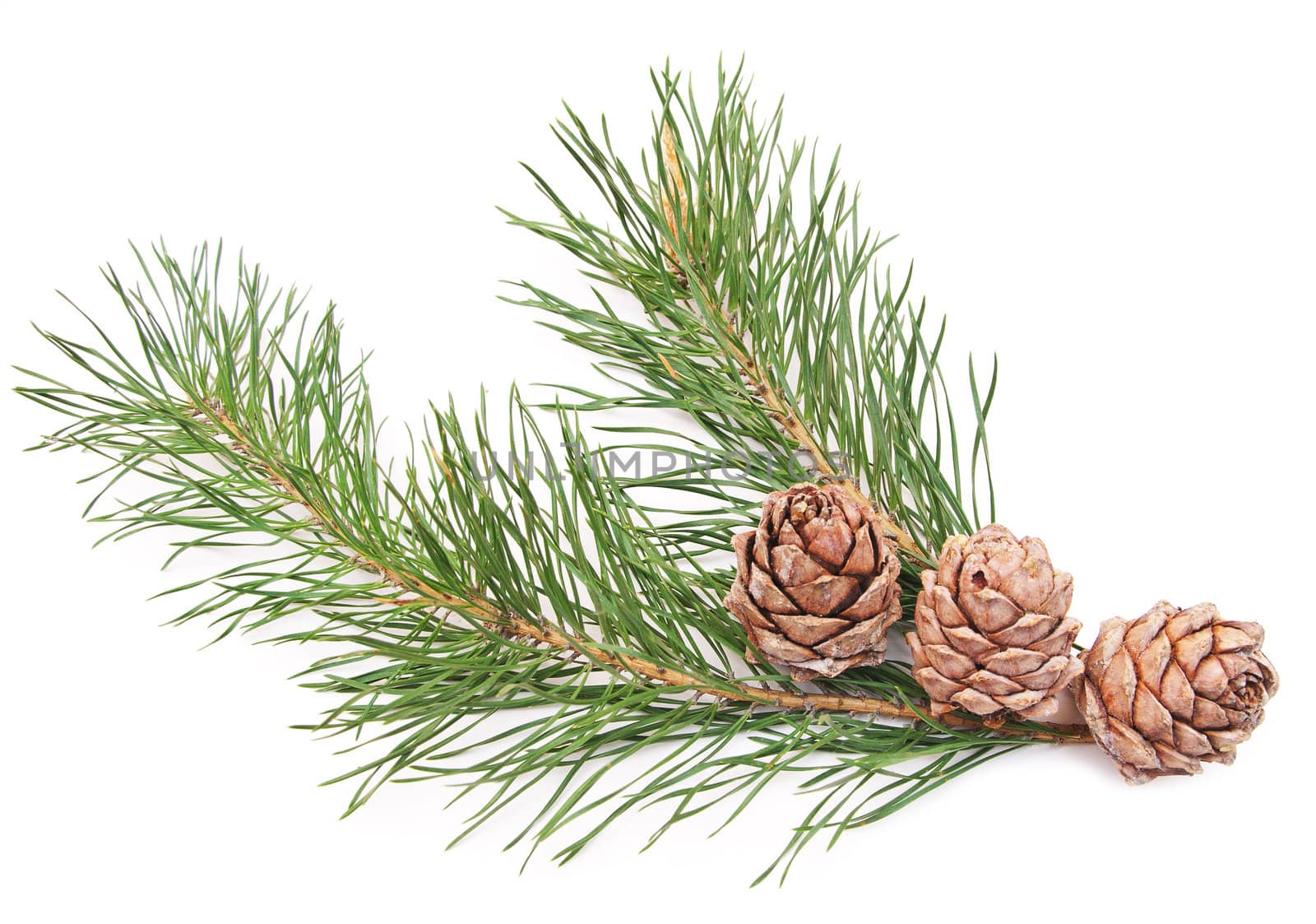 siberian pine cones with branch isolated on white 