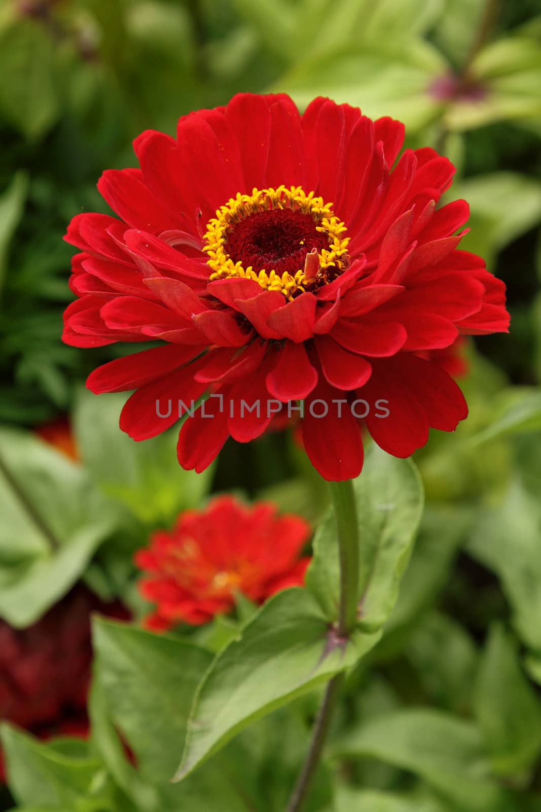 Closeup photo of bright red zinnia in the garden