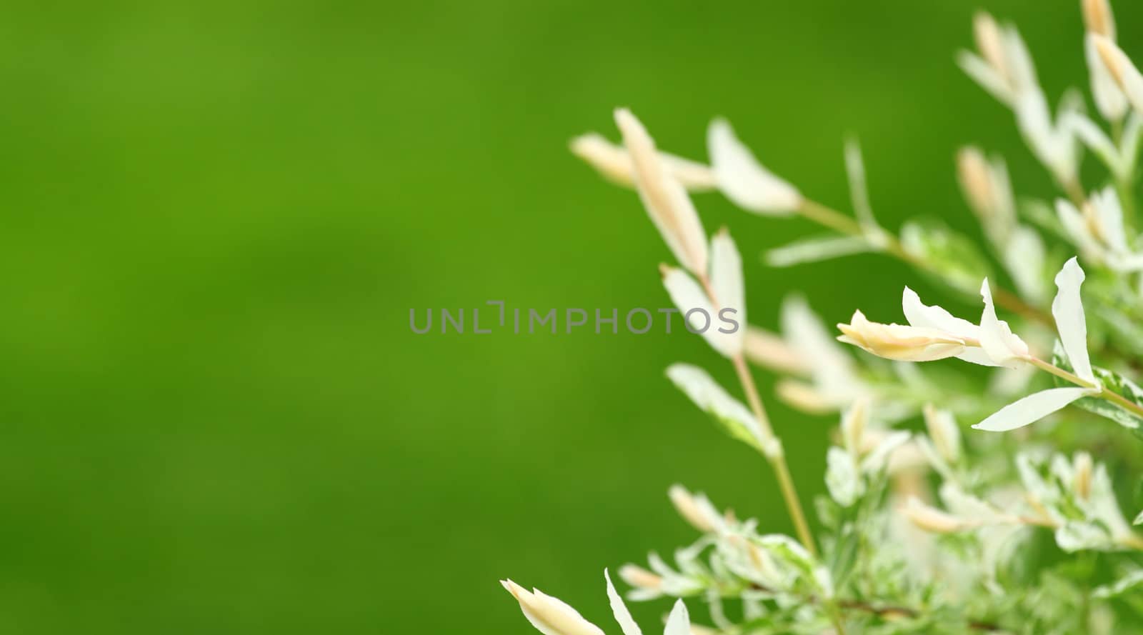 beautiful summer background with green bokeh