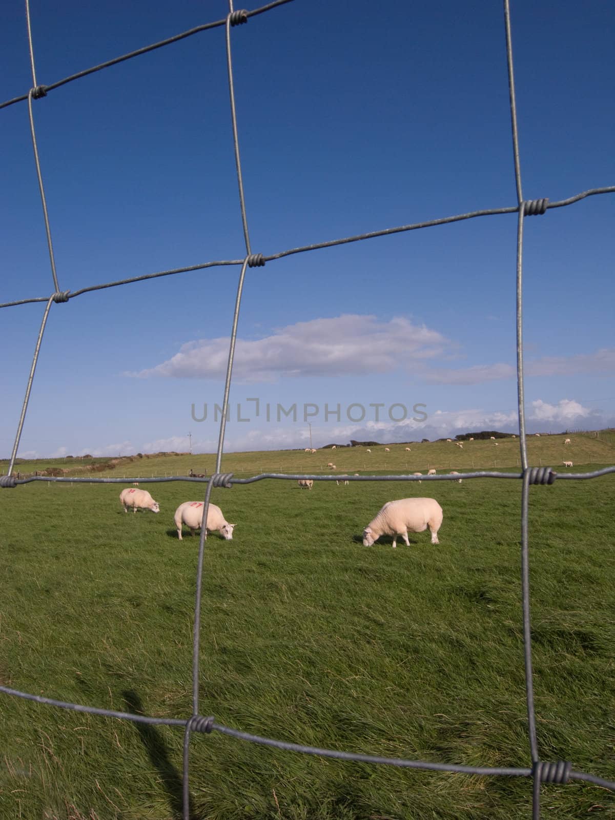 Sheep grazing on fenced pasture land.