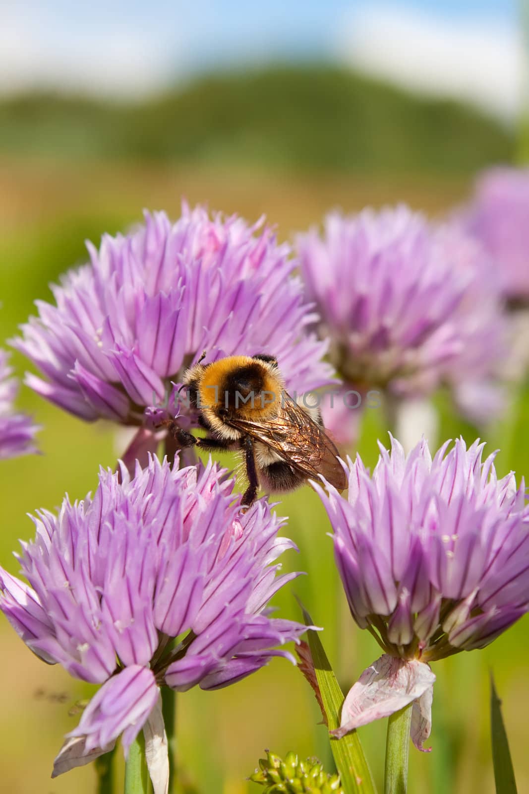 Bumblebee on a purple Flower 1 by sergeyoch