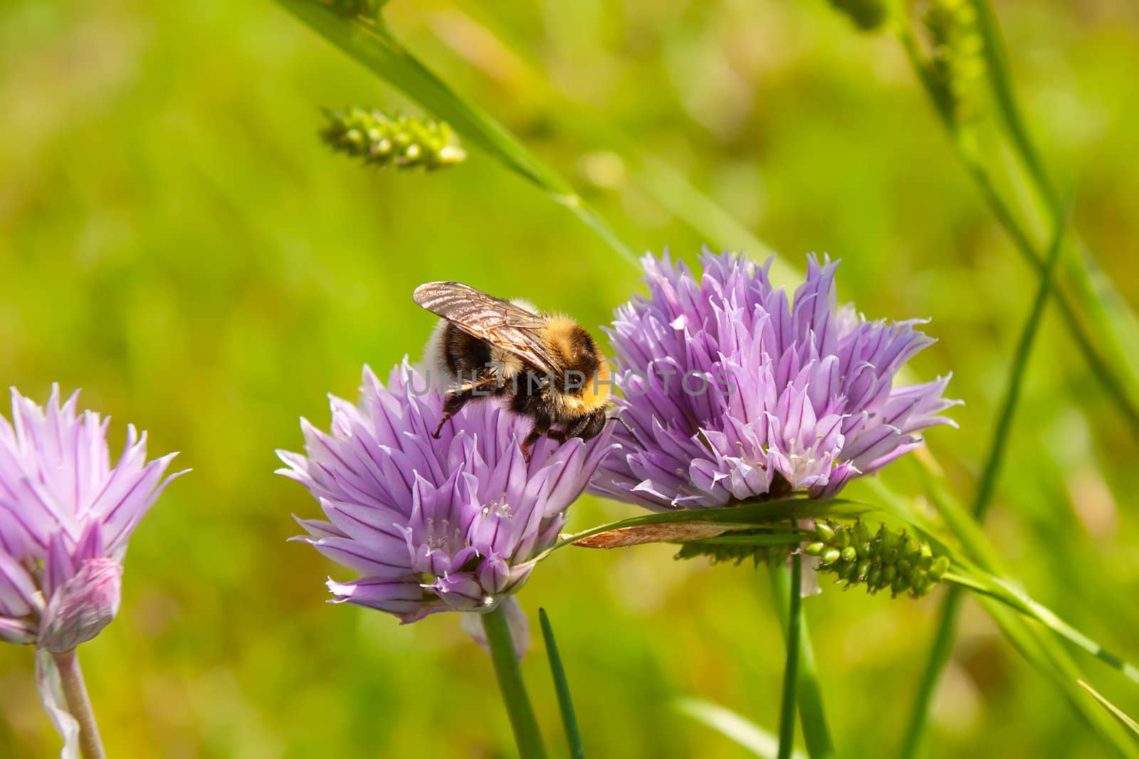 Bumblebee on a purple Flower 2 by sergeyoch