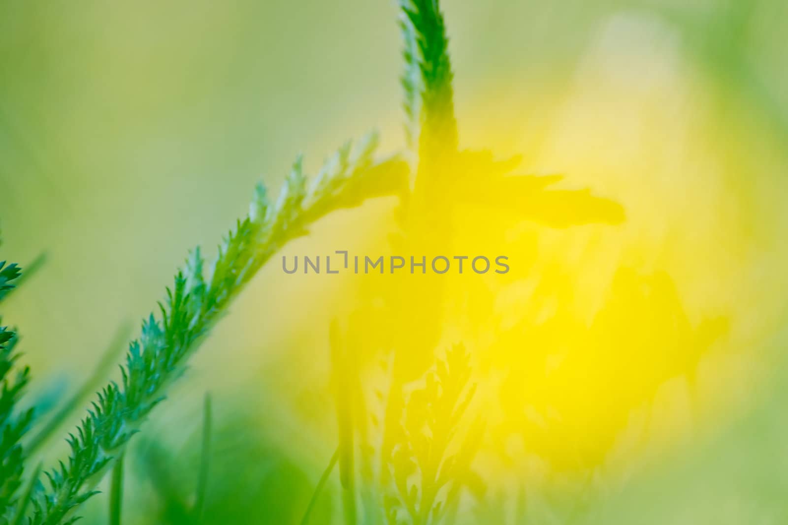 Spring nature background with grass and blue sky in the back