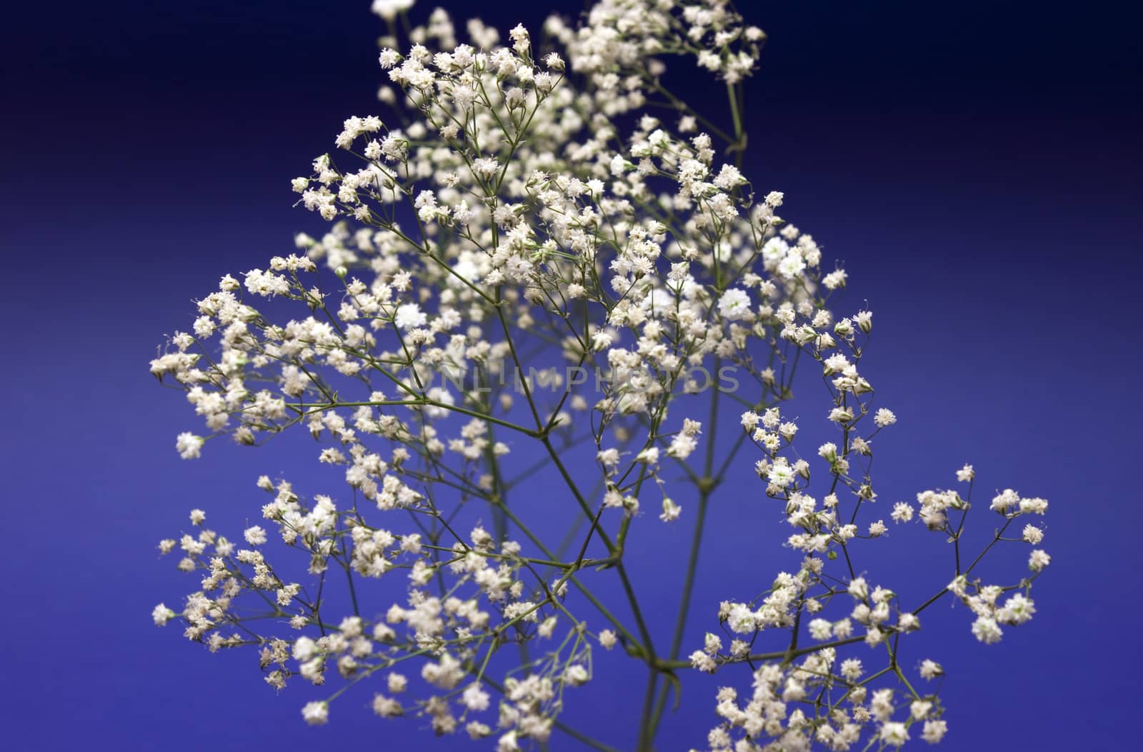 Beautiful decorative branch with white flowers over dark blue background