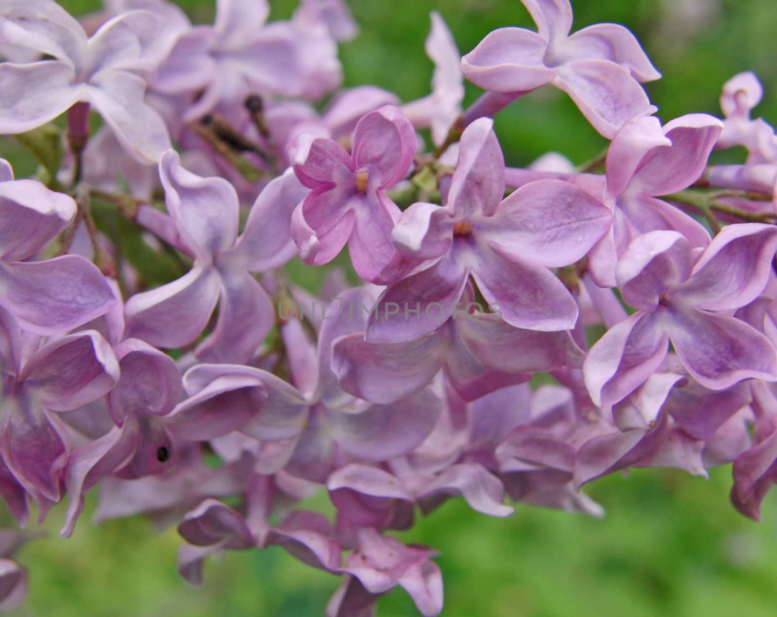 lilac flower by trupal