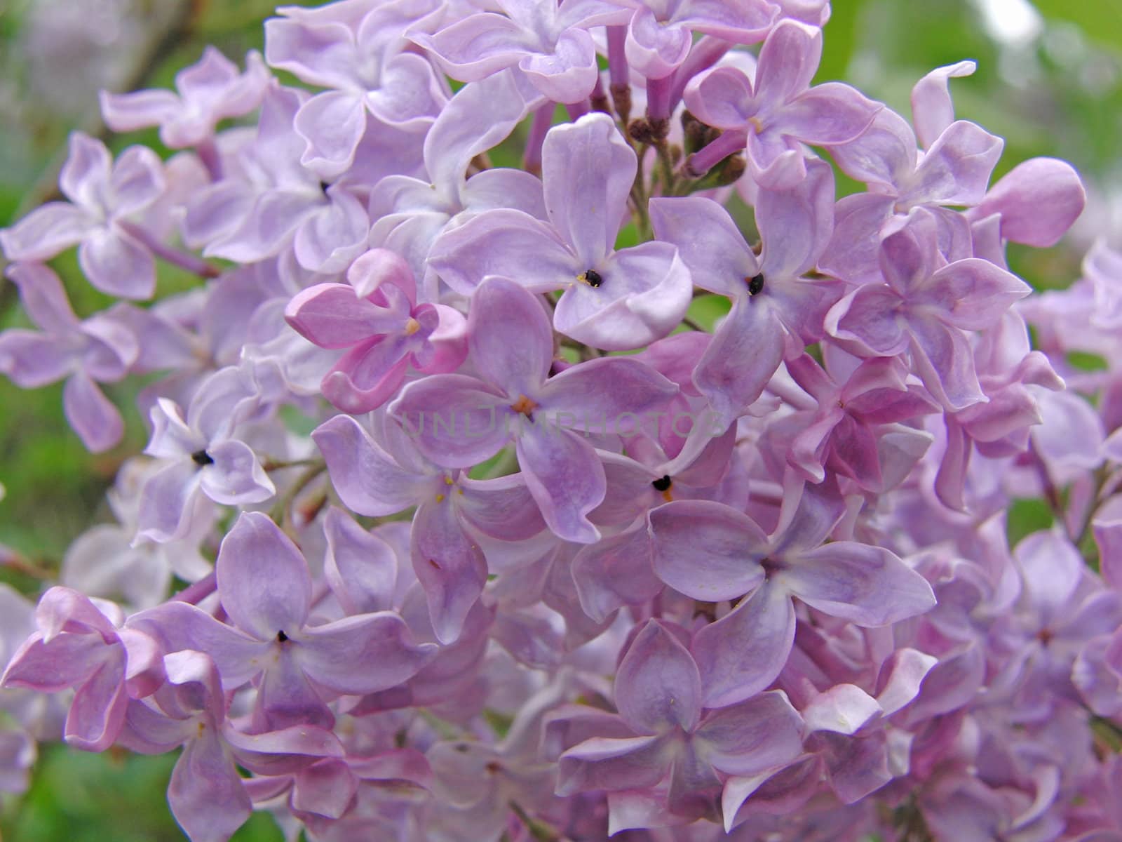 lilac flower by trupal