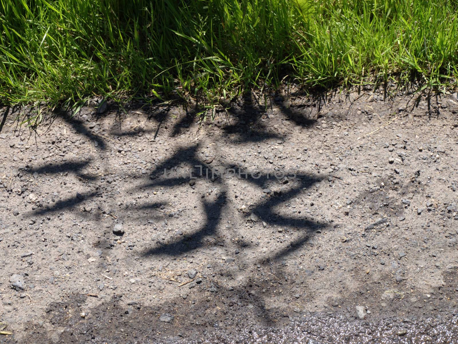 the shadows of tree like as Chinese script