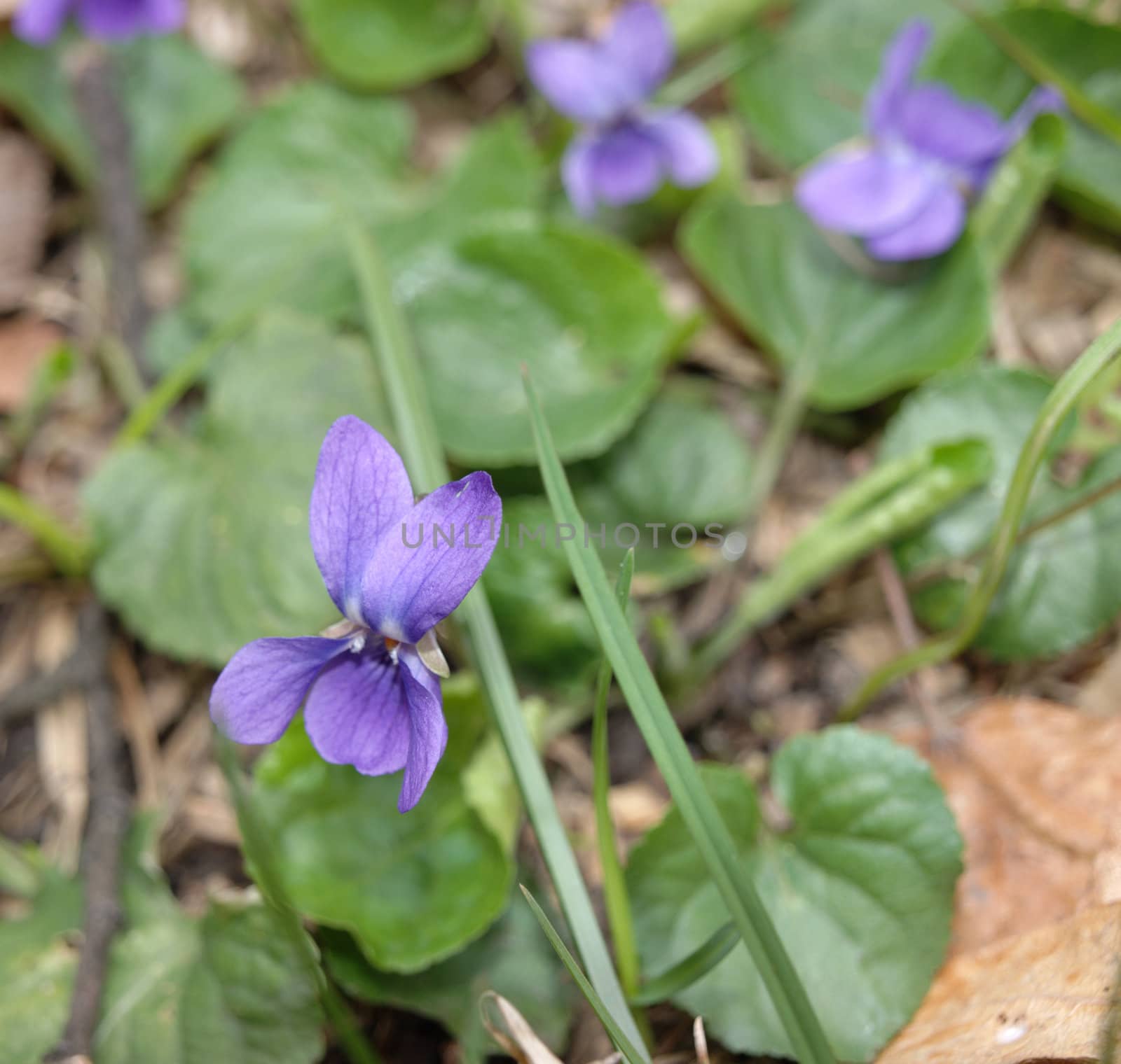 violet fragrance, Viola odorata