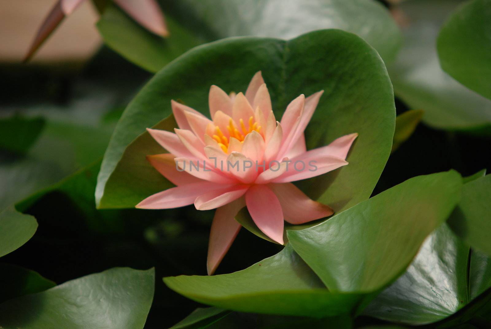 Water Lily, nenuphar, In The Pond .