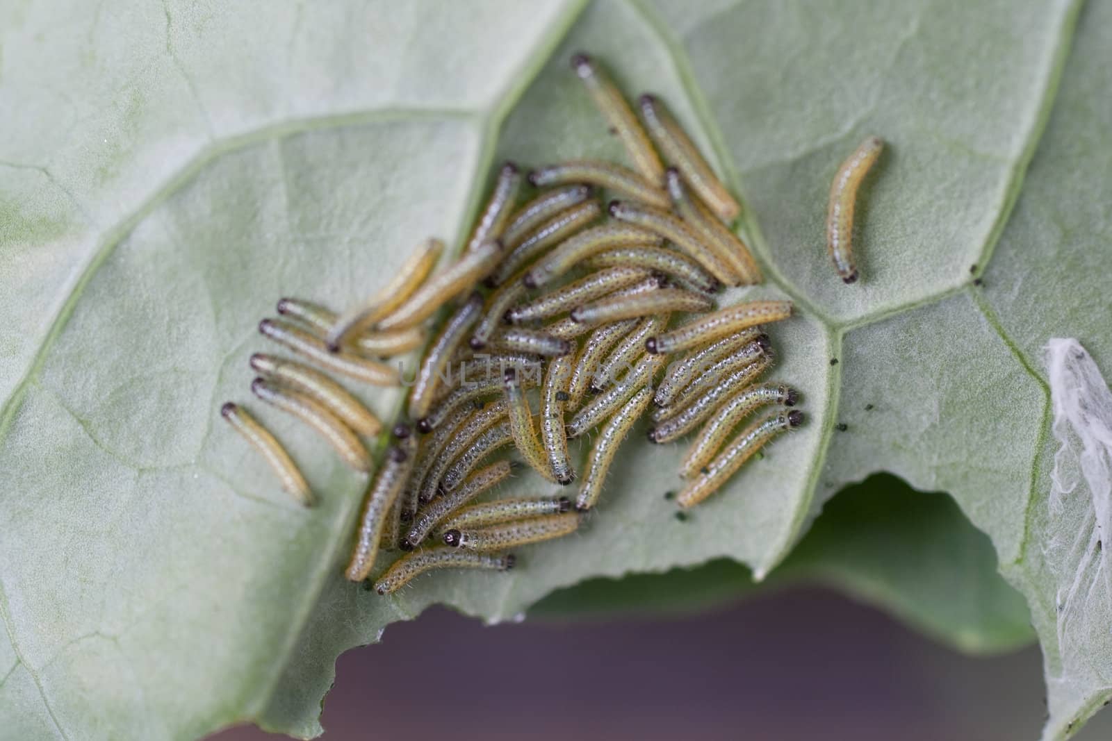 Larvae of the cabbage, large white butterfly, Pieris brassicae, on a brassica leaf.