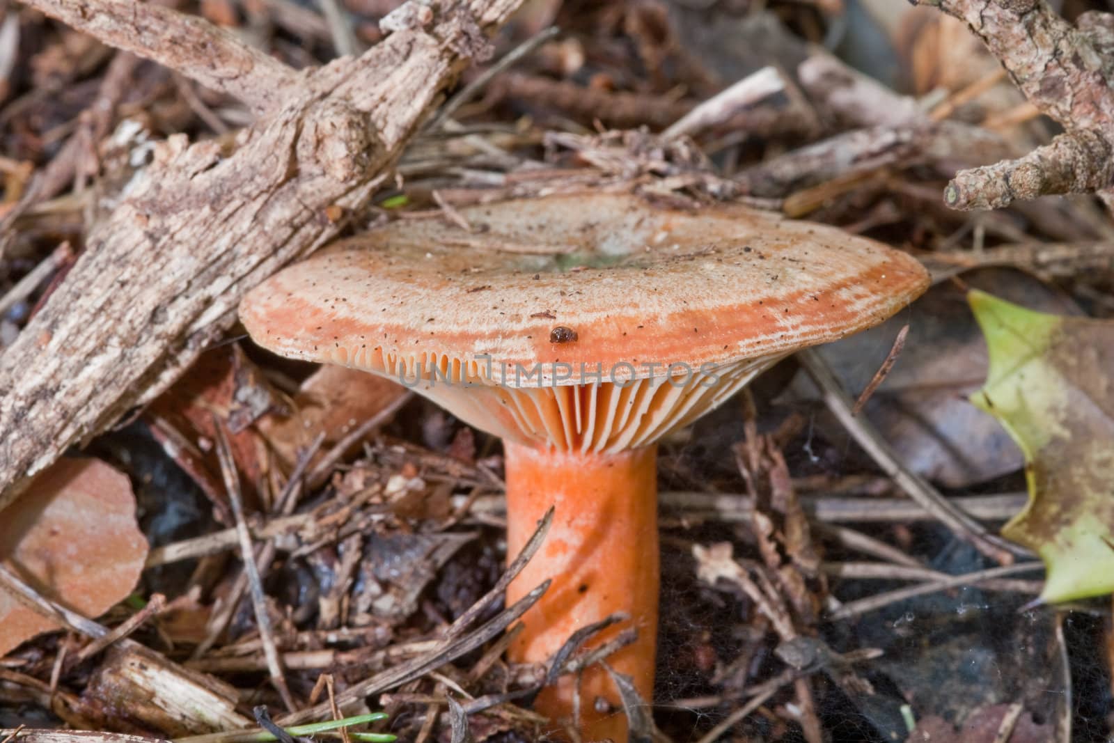 Saffron milkcap, Lactarious deliciosus, growing on pine needles and leaf litter.